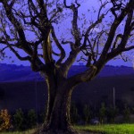 Albero 01